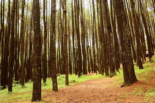 Ini Dia Pesona Hutan Pinus Mangunan Seperti di Negeri Dongeng