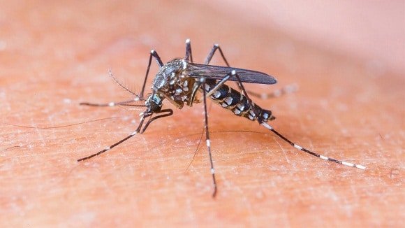BATAN, Menemukan Solusi Jitu Turunkan Populasi Nyamuk Aedes Aegypti Yaitu